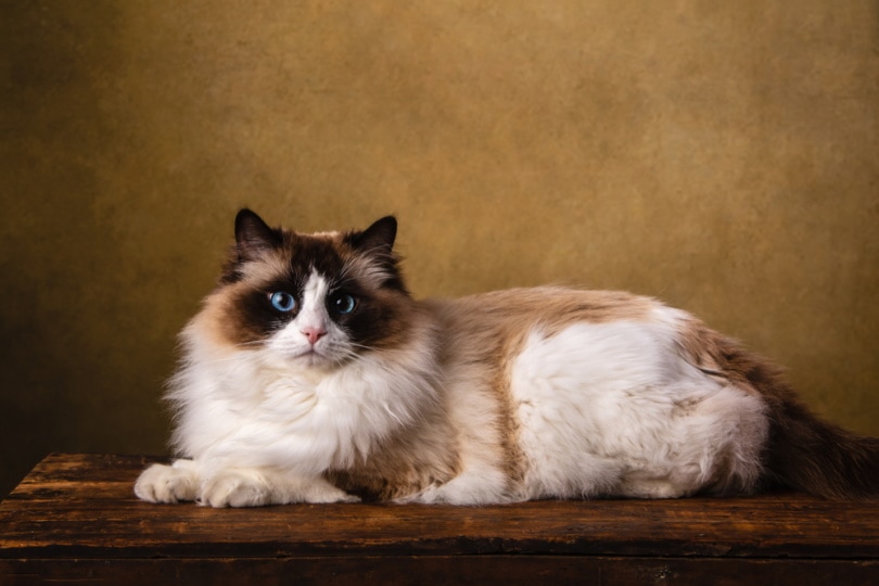 You are currently viewing 150 имен толстых кошек: больше вариантов жизни для вашей кошки