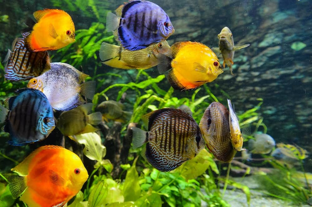 рыба в аквариуме
