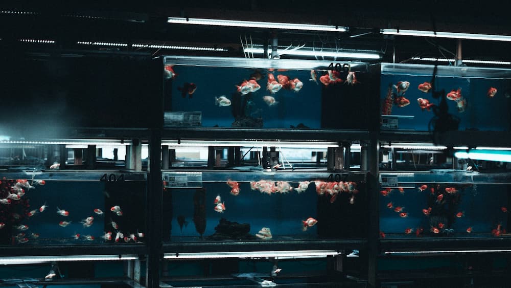 You are currently viewing 9 лучших воздушных насосов для аквариумов в 2022 году — обзор и руководство покупателя