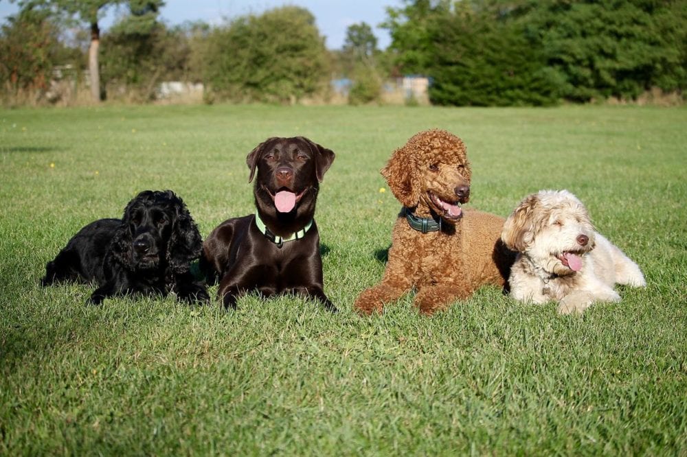четыре собаки на траве днем
