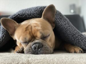 Read more about the article 11 поз для сна собак и что они означают