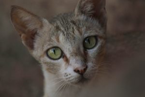 Read more about the article Порода кошек немецкий рекс: информация, фотографии, темперамент и черты
