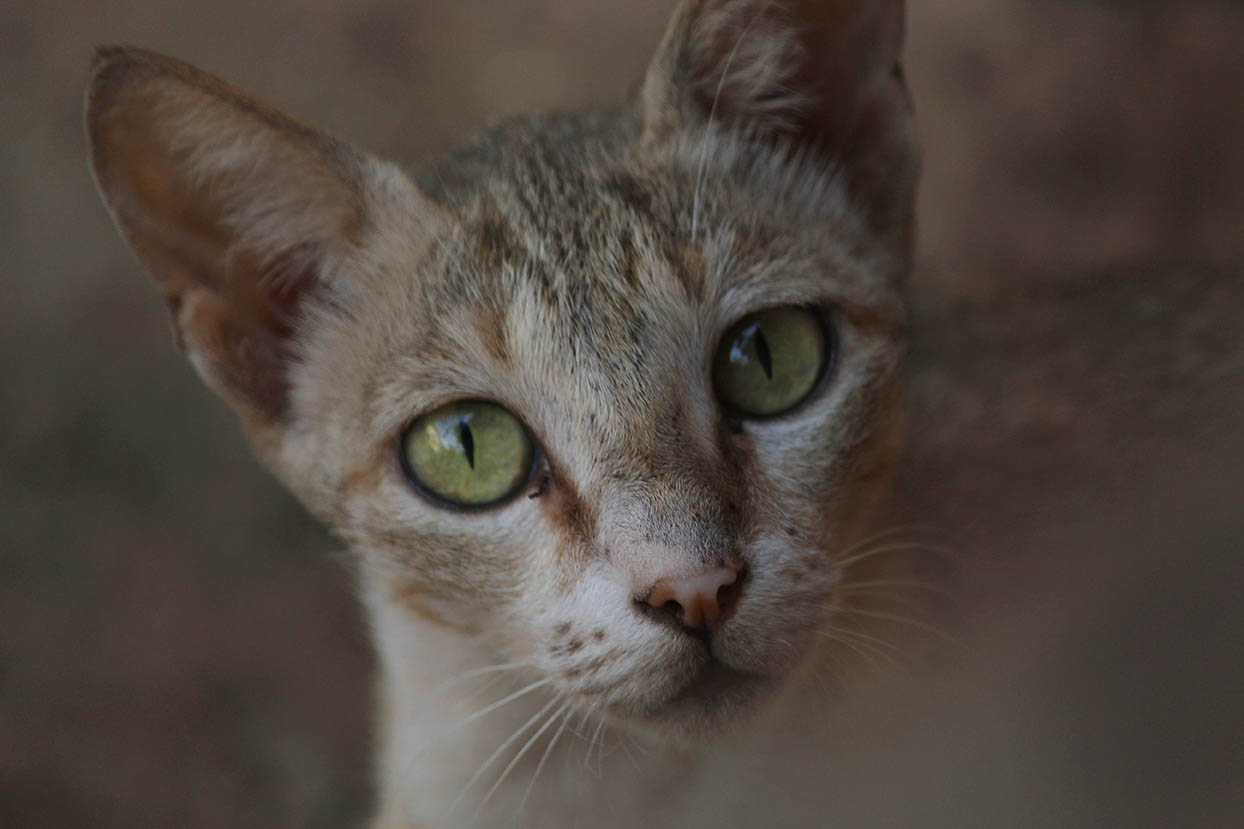 You are currently viewing Порода кошек немецкий рекс: информация, фотографии, темперамент и черты