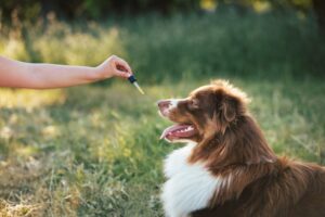 Read more about the article 7 лучших масел CBD для собак с судорогами в 2022 году — обзоры и лучший выбор