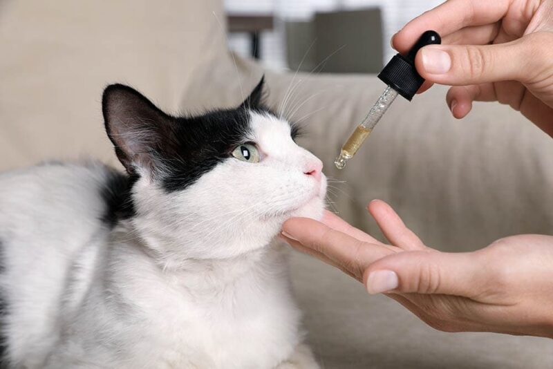 You are currently viewing Может ли кошка передозировать масло CBD?  То, что вы должны знать!