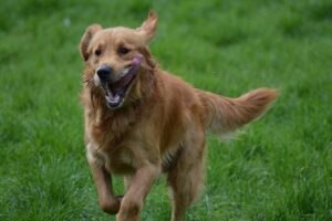 Read more about the article Как быстро может бегать золотистый ретривер?  Они быстрее, чем большинство собак?