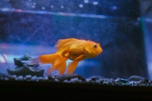 Read more about the article Развенчание 10 распространенных мифов и заблуждений о золотых рыбках