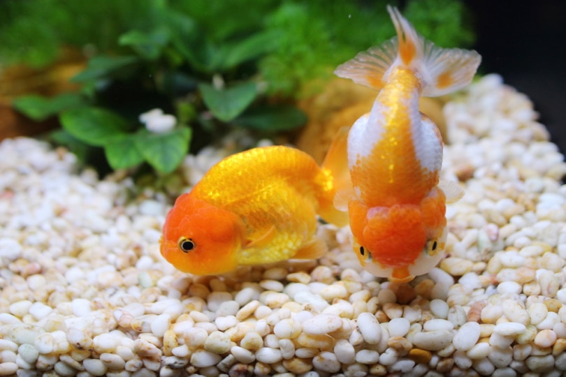 You are currently viewing Золотая рыбка на галлон для аквапоники: что вам нужно знать