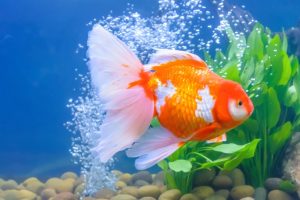 Read more about the article 11 причин, почему вы должны иметь золотую рыбку в своей жизни