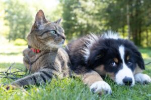 Read more about the article Кошки или собаки более популярны в Австралии?