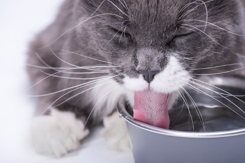 серый кот пьет воду из миски