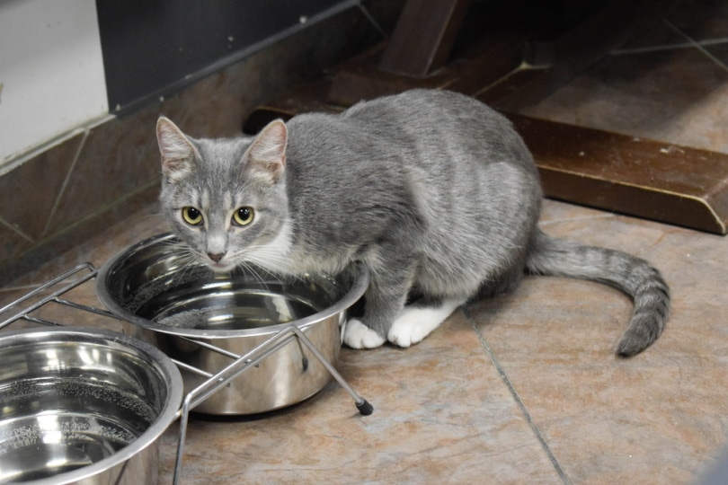 серый кот возле миски с водой