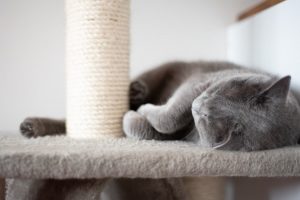 Read more about the article Почему кошки любят когтеточки?  4 возможные причины