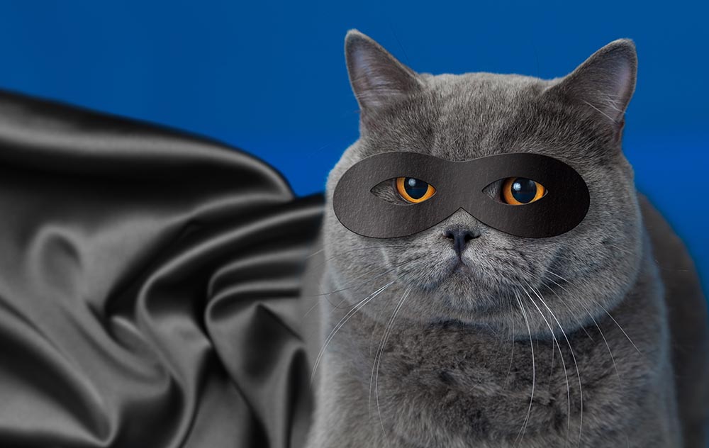 You are currently viewing 130 имен кошек-супергероев: чудесные варианты для вашей кошки!