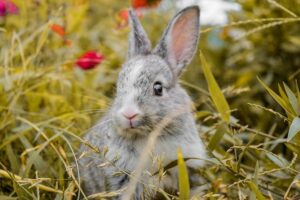Read more about the article Какая идеальная температура для кроликов?  (Руководство 2022 г.)
