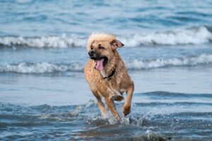 Read more about the article 13 лучших пляжей для собак в Оттаве, которые стоит посетить в 2023 году