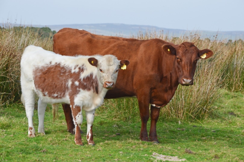 You are currently viewing Ирландская порода крупного рогатого скота: фотографии, факты, использование, происхождение и характеристики