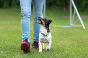 Read more about the article Как научить собаку идти по пятам — 7 эффективных советов