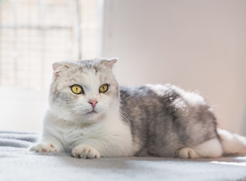 You are currently viewing Информация о породе кошек кинкалоу: фотографии, темперамент и черты