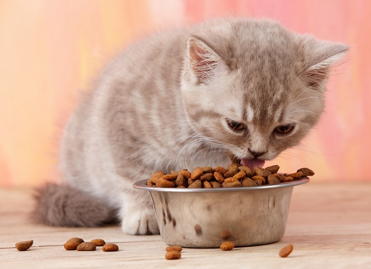 котенок ест сухой корм