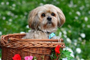 Read more about the article 140+ популярных и уникальных имен лхаса апсо: идеи для миниатюрных и преданных собак