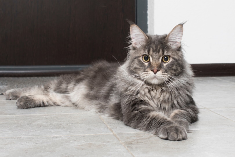 You are currently viewing 200 имен кошек мейн-кун: идеальные и умные варианты для вашей кошки