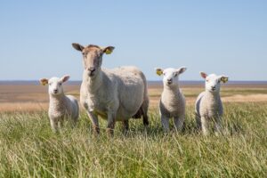 Read more about the article Как избавиться от запаха овец (6 идей и советов)
