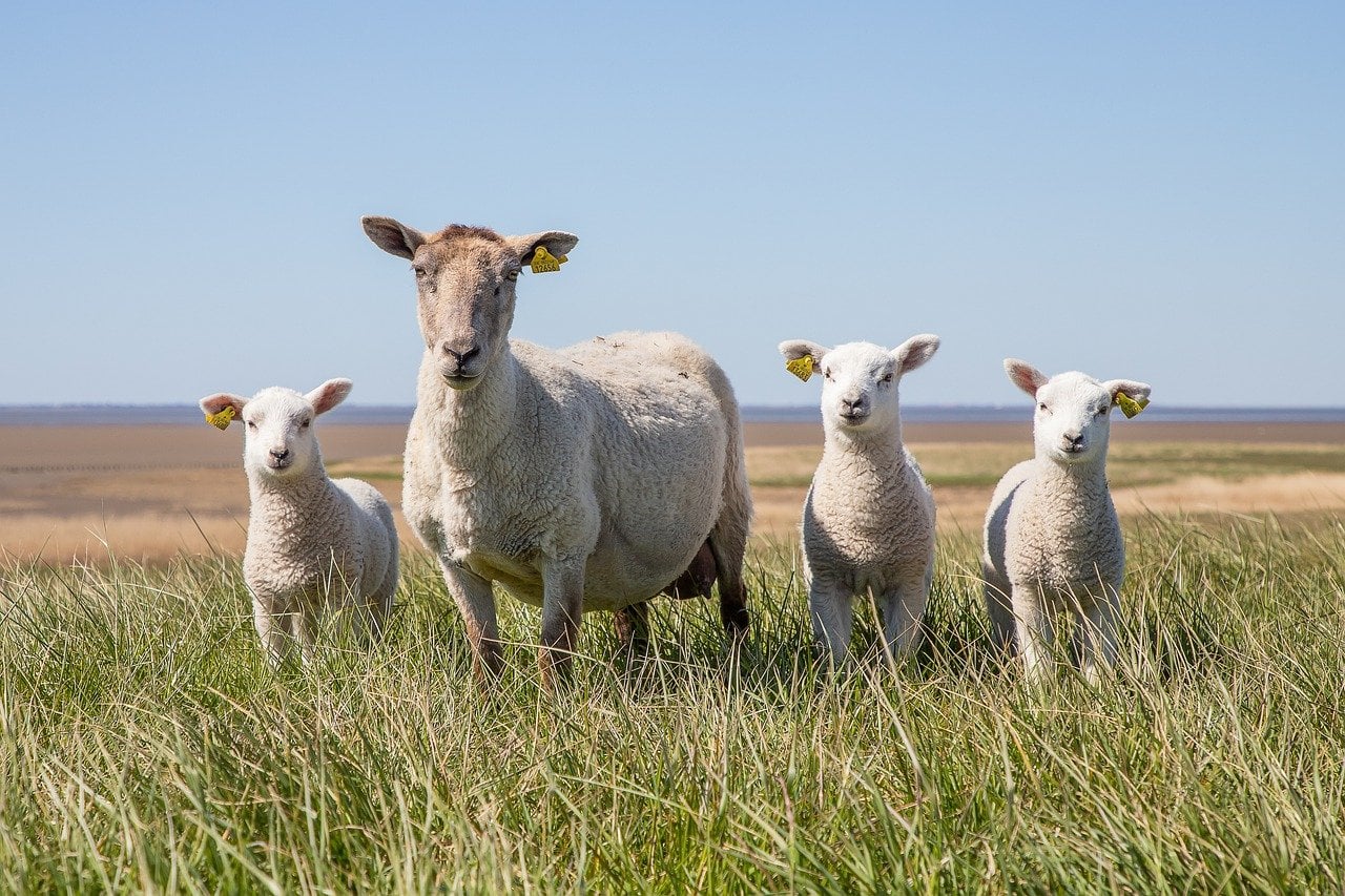 You are currently viewing 15 основных принадлежностей для овец, с которых можно начать