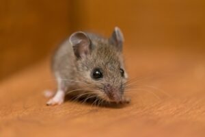 Read more about the article Как держать мышей подальше от собачьего корма — 3 совета и хитрости