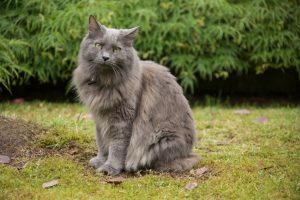 Read more about the article Порода кошек небелунг: фото, темперамент и особенности