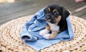 Read more about the article Когда можно купать щенка?  Каковы риски?