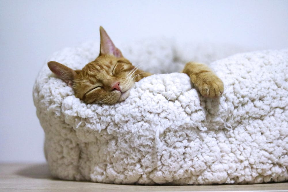 оранжевый кот спит в постели белого кота