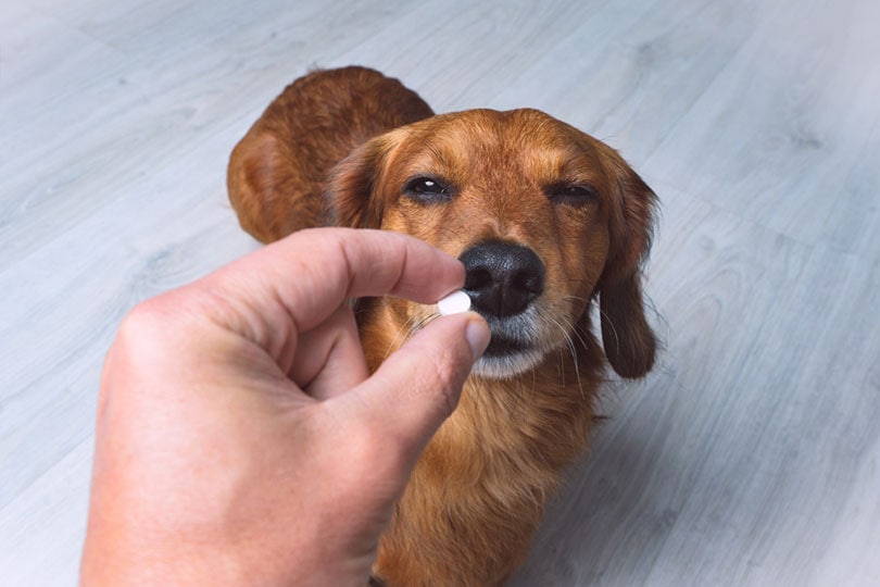 You are currently viewing Утомляют ли антибиотики собак?  Побочные эффекты антибиотиков