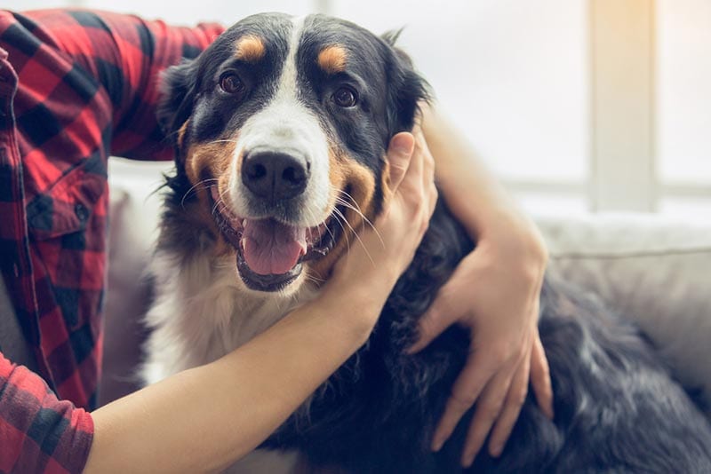 You are currently viewing 10 полезных советов, как успокоить собаку