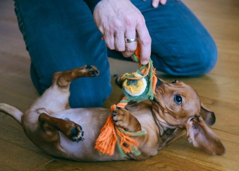 владелец использует игрушку для собак, чтобы играть со своим питомцем