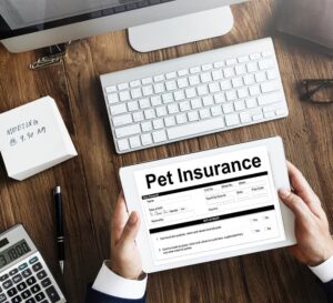 Read more about the article Покрывает ли Figo Pet Insurance обучение?  (обновление 2022 г.)