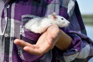 Read more about the article Как вывести пятна от крыс и мышей с одежды: 4 идеи и советы