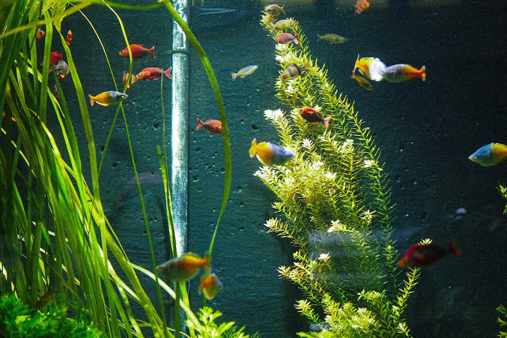 You are currently viewing 6 лучших насадок для аквариумов в 2022 году — обзоры и руководство покупателя