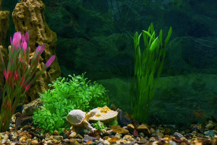 пластиковый аквариум с растениями