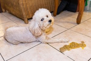 Read more about the article Почему мою собаку тошнит после еды?  (9 возможных причин)