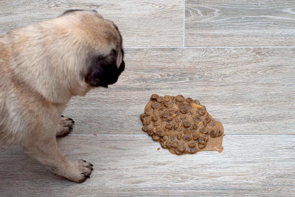 You are currently viewing Почему мою собаку рвет непереваренной пищей?  — 9 возможных причин