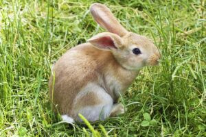 Read more about the article Могут ли кролики есть траву?  Это здорово?