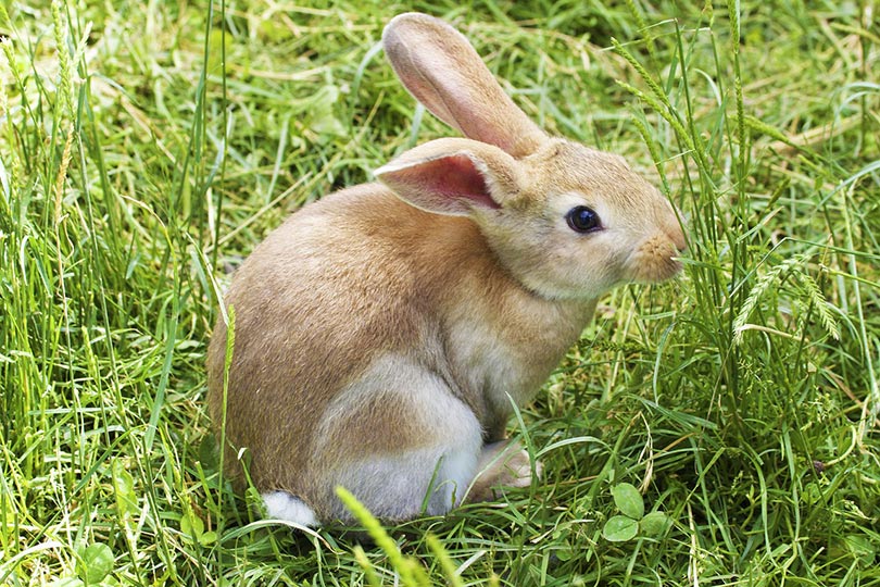 You are currently viewing Могут ли кролики есть траву?  Это здорово?
