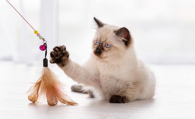 You are currently viewing Как кошки играют с людьми?  5 типичных способов