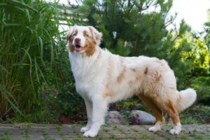 Read more about the article Австралийская овчарка Red Merle: факты, происхождение и история (с иллюстрациями)