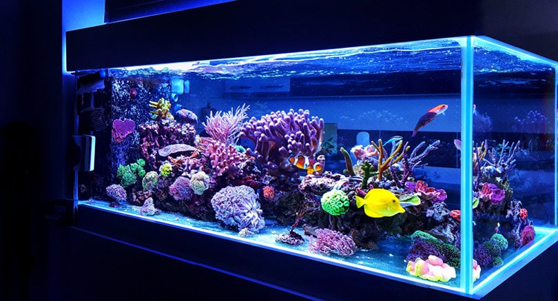 Морской коралловый риф в домашних условиях