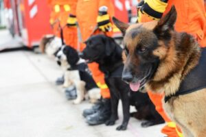 Read more about the article Поисково-спасательные собаки: кто они и чем занимаются