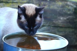Read more about the article Любят ли сиамские кошки воду?  Что тебе нужно знать!