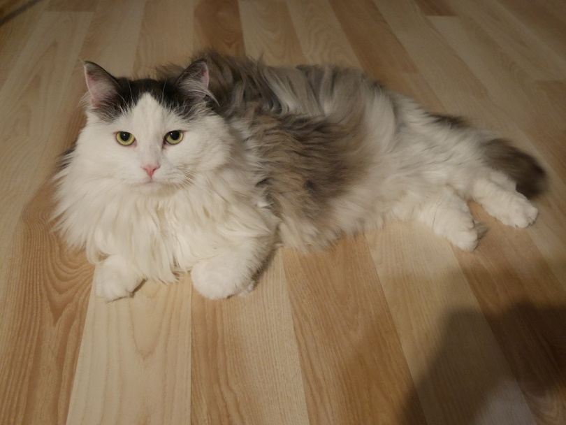 You are currently viewing Проблемы со здоровьем сибирской кошки: 6 общих опасений