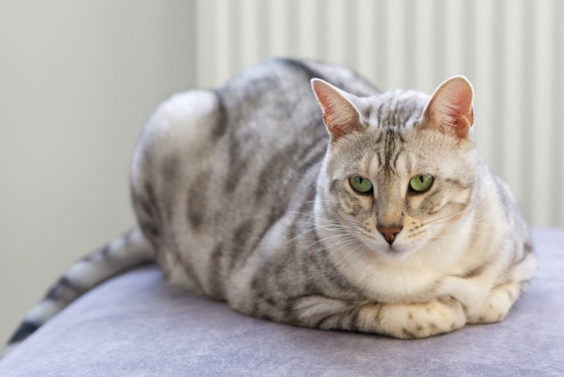серебряный бенгальский кот